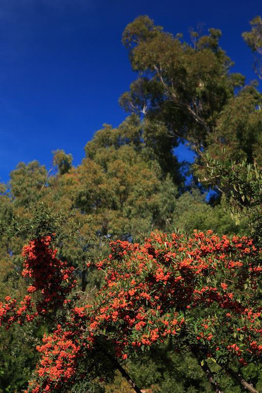 Cortijo La Hoya Affittacamere El Bujeo Esterno foto
